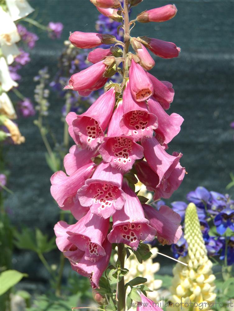 Milan (Italy) - Digitalis flowers